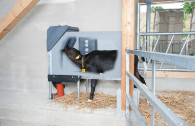 This photo shows a calf feeding in the HygieneStation.