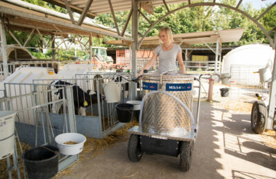 This picture shows a farmer with a MilkTaxi in a CalfGarden. She is dispensing milk into a feeding bucket.