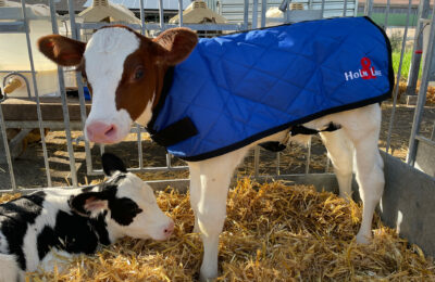 Two calves on straw. One with a jacket