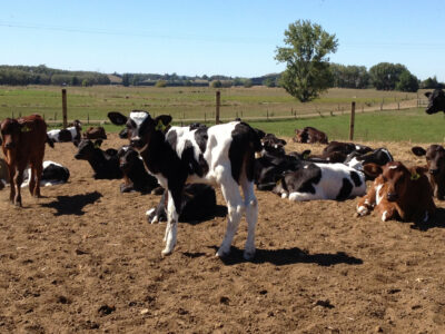 A calf enjoying the sun