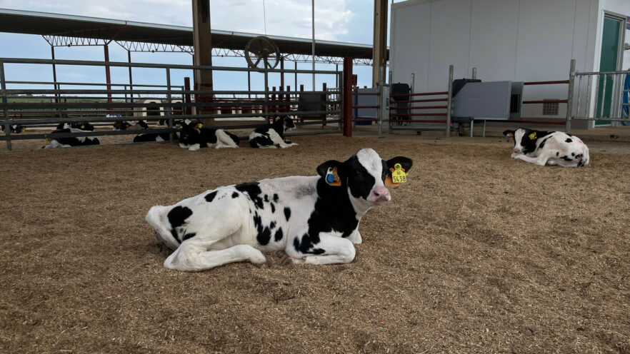 Calf lying contentedly in the pen