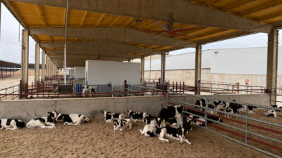 Calves in the pen