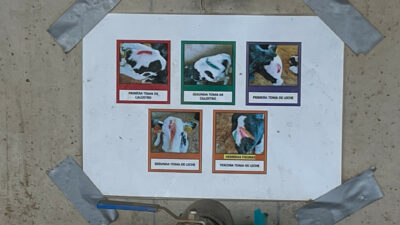 Information sign for colostrum provision