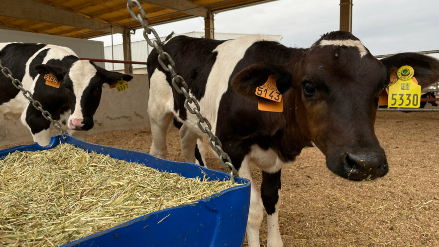 Calf at the straw trough